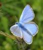 Polyommatus icarus